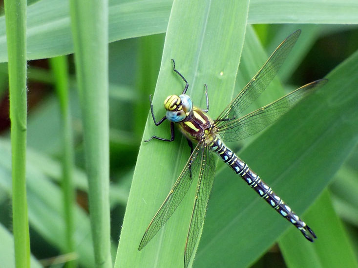 Hairy Dragonfly 070626 (1) (FILEminimizer).JPG