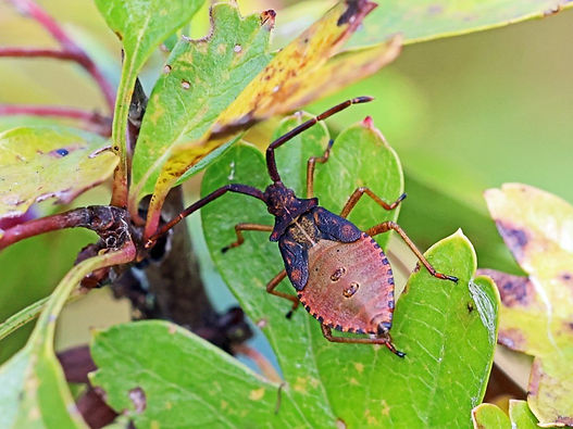 1A1A0709 (FILEminimizer).JPG