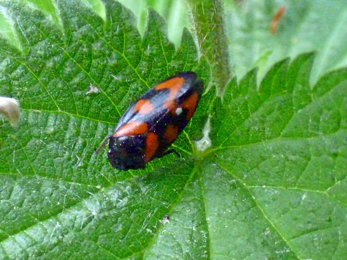 Red-and-Black Froghopper 100526a (FILEminimizer).JPG