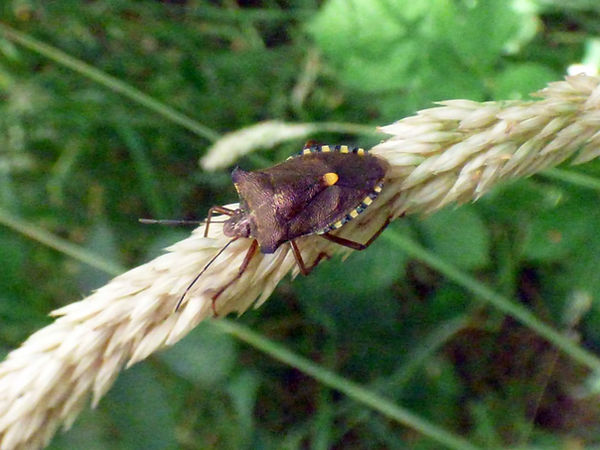 Red-legged Shieldbug 020726 (1) (FILEminimizer).JPG