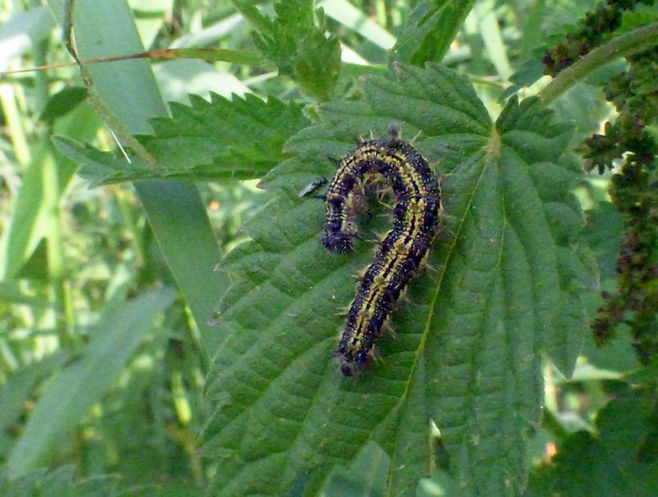 Small Tortoiseshell Larva 130725 (FILEminimizer).JPG
