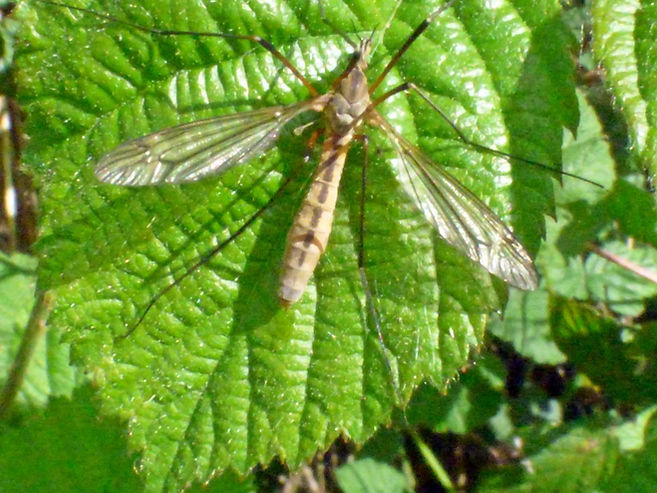 Cranefly Tipula vernalis 100526 (3a) (FILEminimizer).JPG