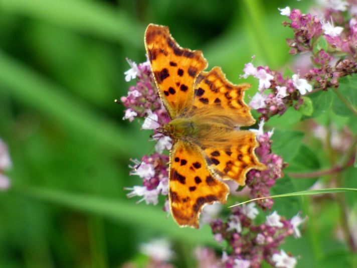 Comma 210726 (FILEminimizer).JPG