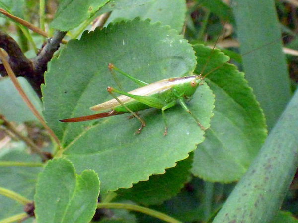 Long-winged Cone-head 020825 (3) (FILEminimizer).JPG