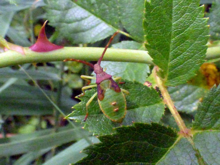 Late instar Box Bug 210726 (1) (FILEminimizer).JPG