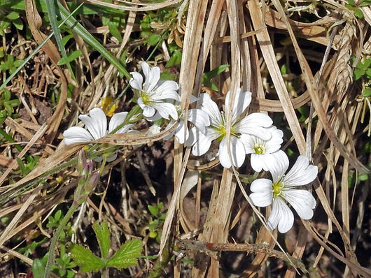 Field Mouse-ear (FILEminimizer).JPG