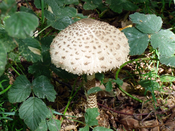 Fungi Macrolepiota procera 020825 (4).JPG