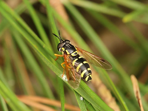 Chrysotoxum festivum (FILEminimizer).jpg