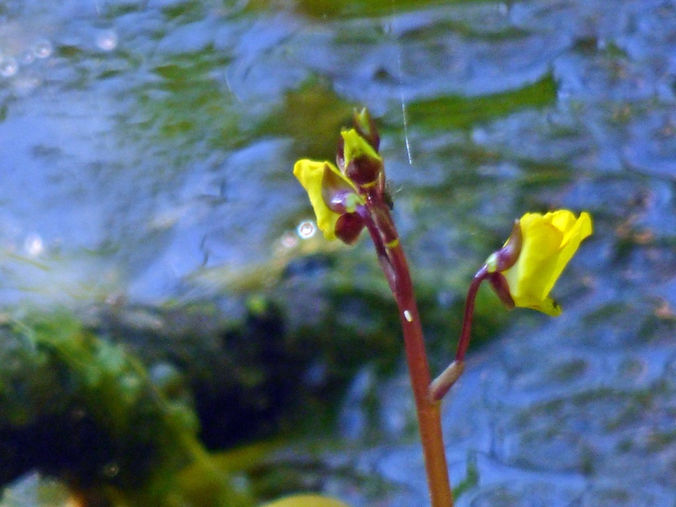 Greater Bladderwort 120726a (FILEminimizer).JPG