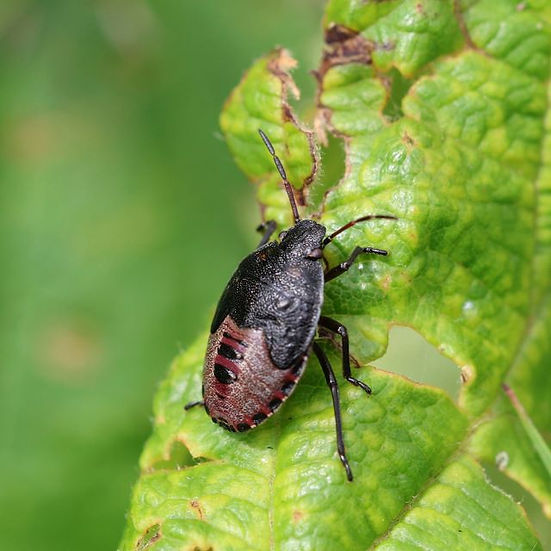 Gorse Shieldbug Piezodorus lituratus final instar.JPG