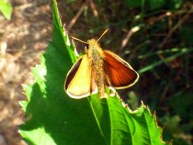 Small Skipper 130725 (3) (FILEminimizer).JPG