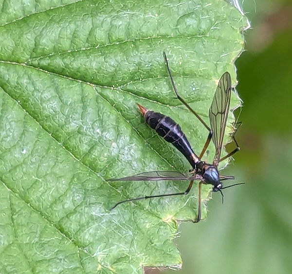 Ptychoptera albimana 170526 (2) (FILEminimizer).jpg