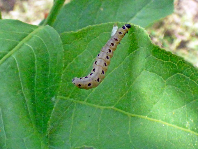 Spindle Ermine Larva 310526 (3) (FILEminimizer).JPG