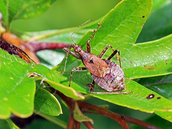 Female Tree Damsel Bug.JPG