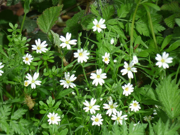 Greater Stitchwort 120426 (FILEminimizer).JPG