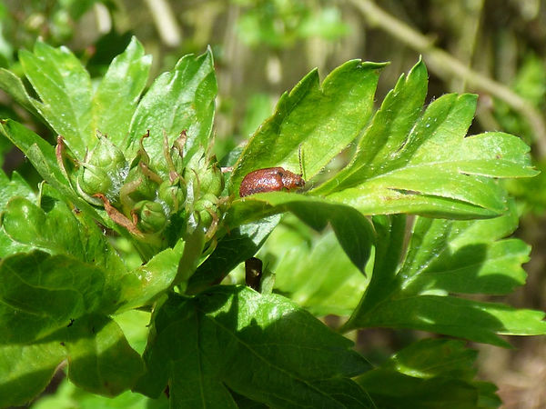 Hawthorn Leaf Beetle - Lochmaea crataegi 160423 (1).JPG