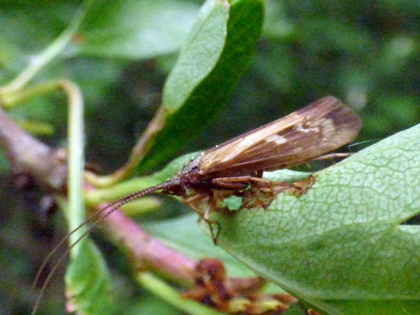 Caddis Limnephilus auricula 170526 (2) (FILEminimizer).JPG