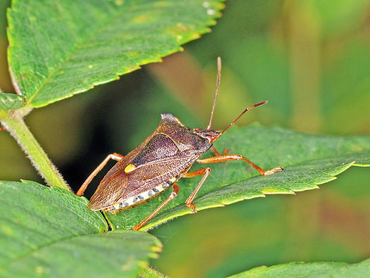Red-legged Shieldbug(FILEminimizer).JPG