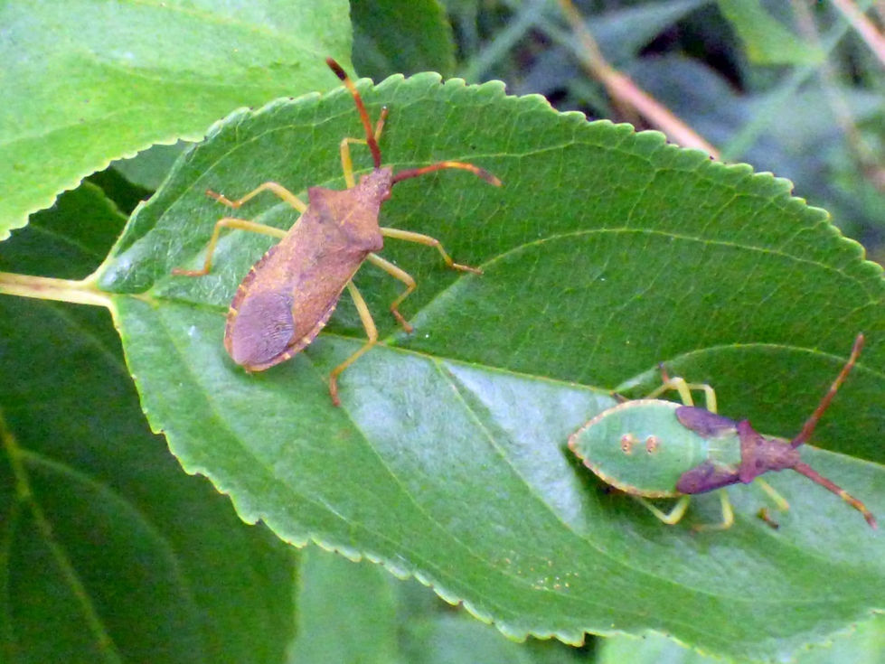 Box Bug & Nymph 020825 (FILEminimizer).JPG