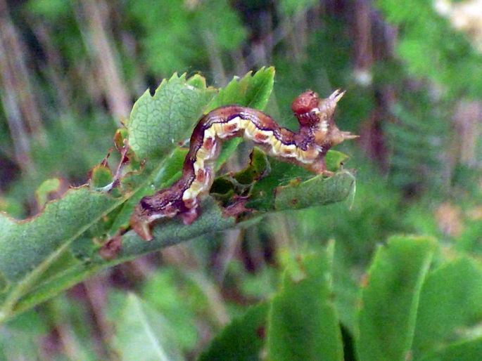 Mottled Umber Larva 100526 (1a) (FILEminimizer).JPG