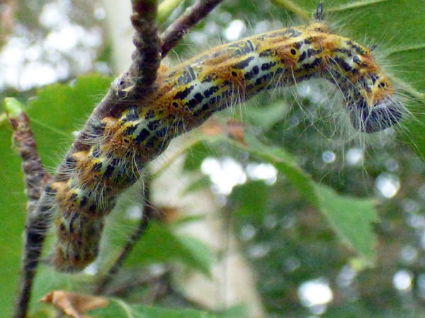 Buff-tip Moth Larva 260825 (FILEminimizer).JPG