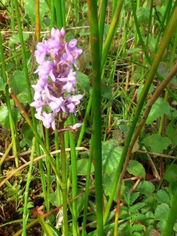 Marsh Fragrant-orchid 200725 (2) (FILEminimizer).JPG