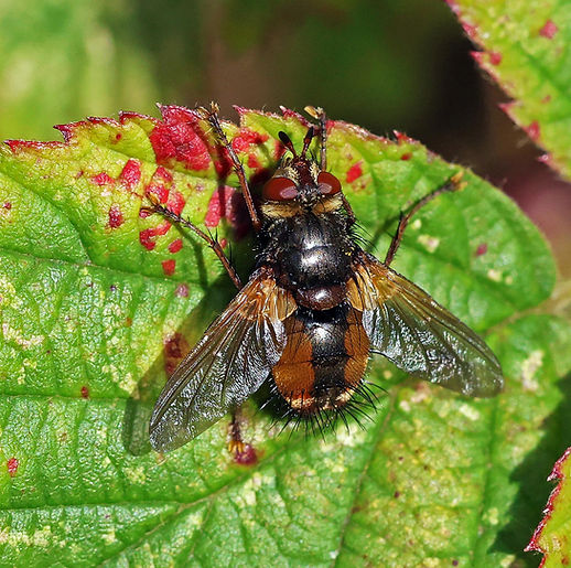 Tachina fera.JPG