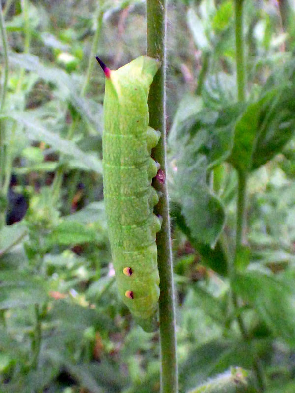 Elephant Hawk-moth Larva (Green Form) 020825 (2) (FILEminimizer).JPG