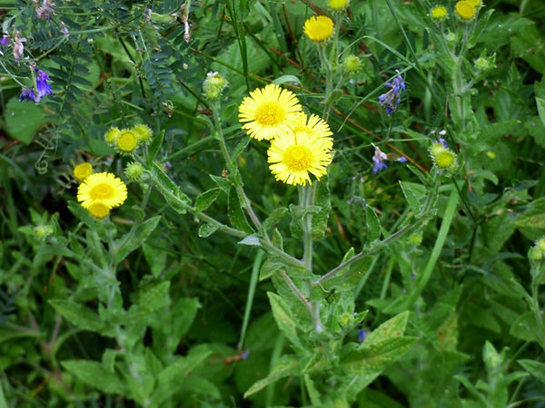 Fleabane 190726 (1) (FILEminimizer).JPG