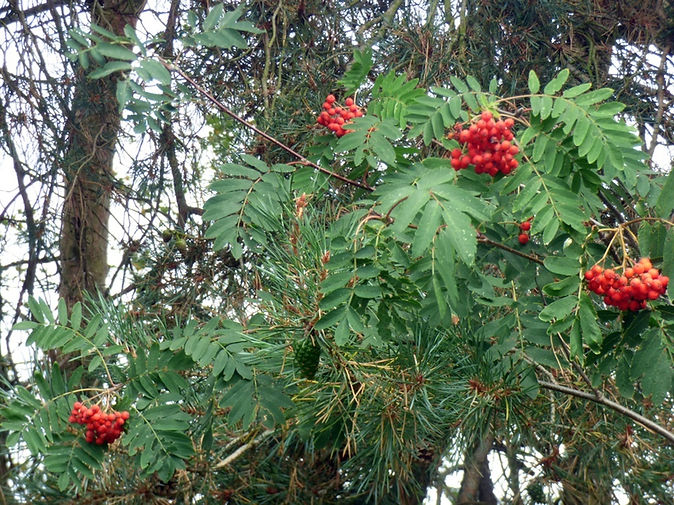 Rowan 260726 (FILEminimizer).JPG