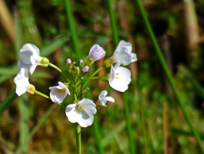 Cuckooflower 260426a (FILEminimizer).JPG