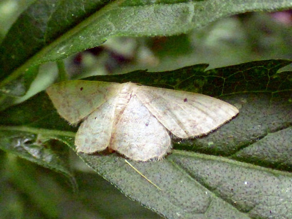 Moth Lesser Cream Wave 020825 (3).JPG