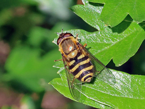 Epistrophe nitidicollis (FILEminimizer).JPG