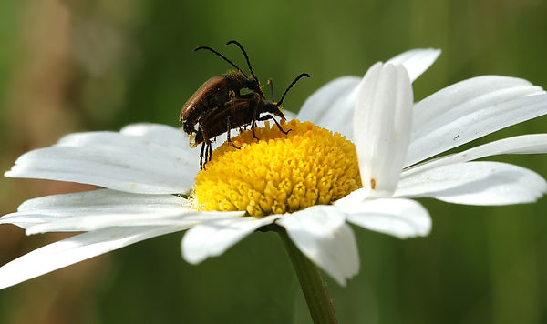 Fairy Ring Longhorn Beetle - Pseudovadonia livida (CP) 230624.JPG