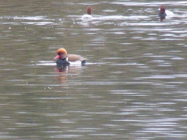 Red-crested Pochard 120223 (2) (FILEminimizer).JPG