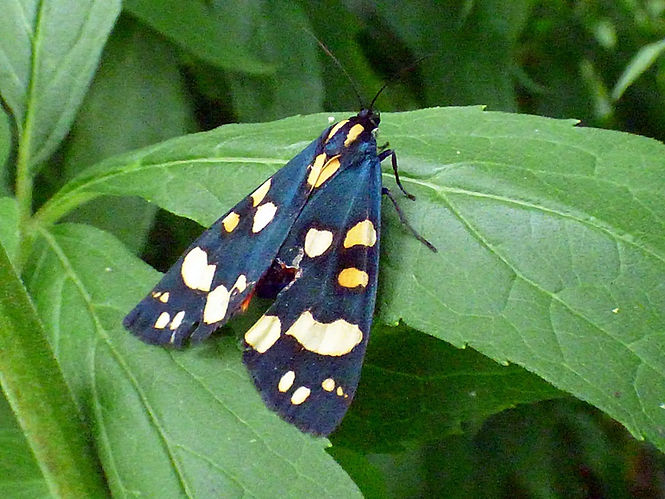 Scarlet Tiger Moth 280626 (5) (FILEminimizer).JPG