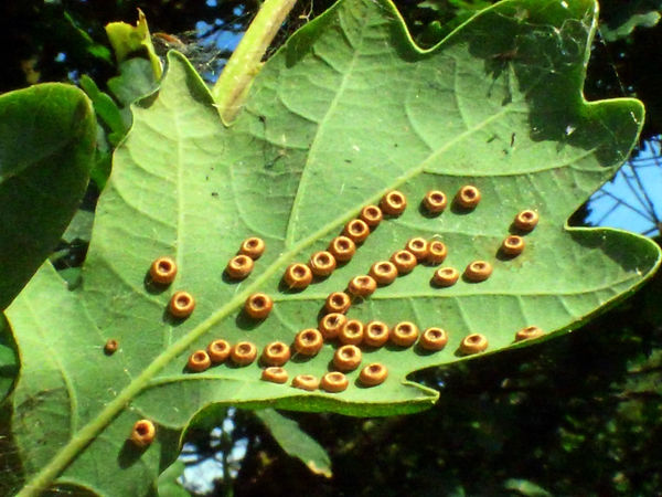 Silk Button Spangle Gall on Oak caused by wasp Neuroterus numismalis 200824 (3) (FILEminim