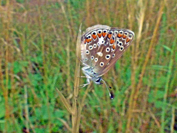 Common Blue 200725 (4) (FILEminimizer).JPG