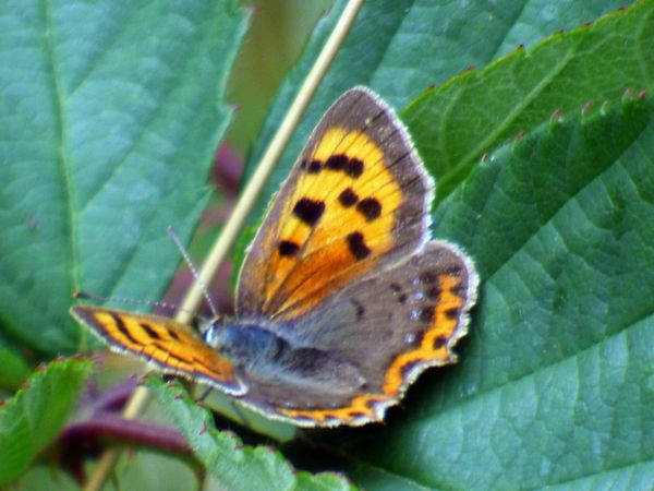 Small Copper 270725a (FILEminimizer).JPG