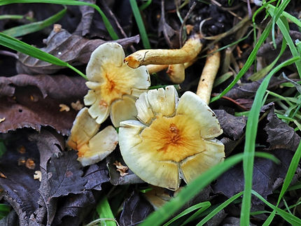 Yellw fieldcap (FILEminimizer).JPG