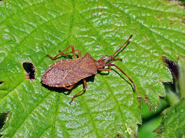 Box Bug 1 (FILEminimizer).jpg
