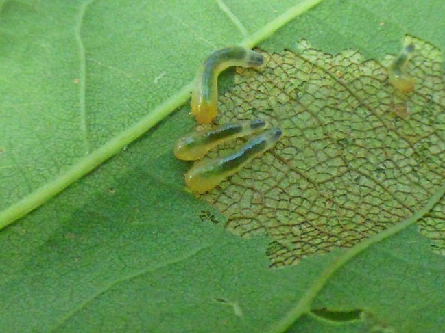 Sawfly Larva Caliroa cinxia 120726 (1a) (FILEminimizer).JPG