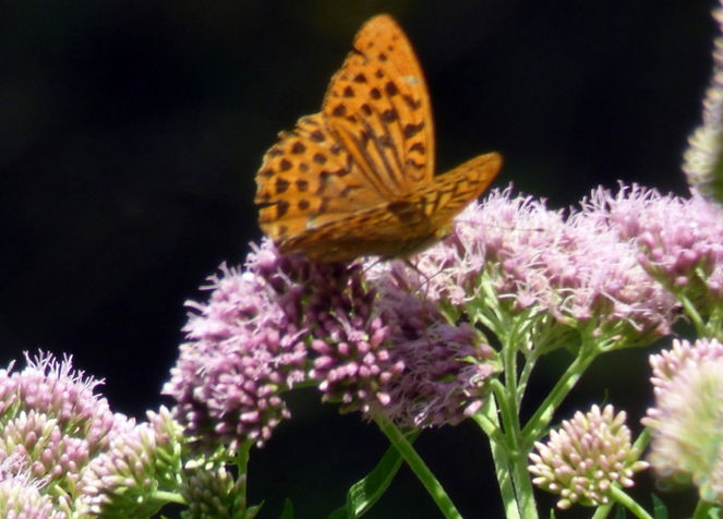 Silver-washed Fritillary 130725) (FILEminimizer).JPG