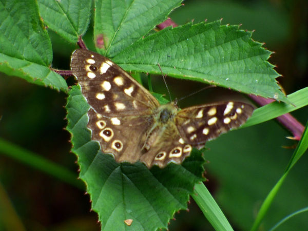 Speckled Wood 270725 (3) (FILEminimizer).JPG