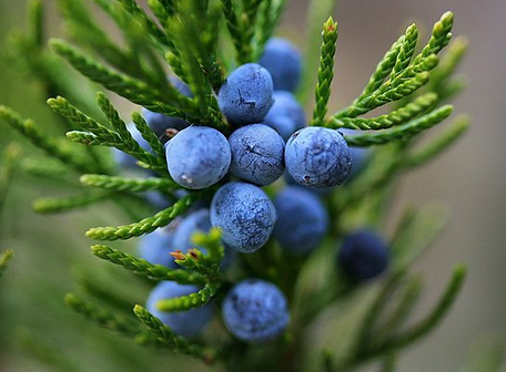 Juniper-berry.png
