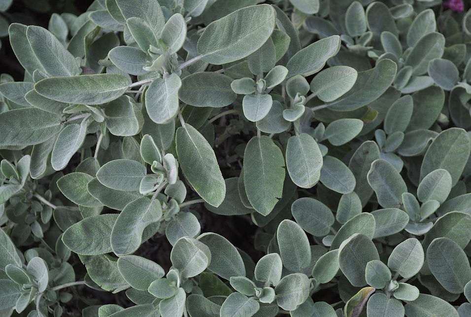 Lisa Lee Website Photos (5).jpg