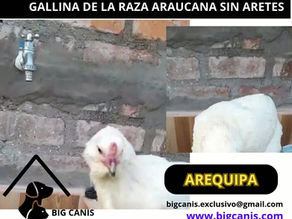 RAZA ARAUCANA HEMBRA A S/. 500 soles