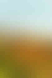 Rancho Palos Verdes Engagement Photography Session