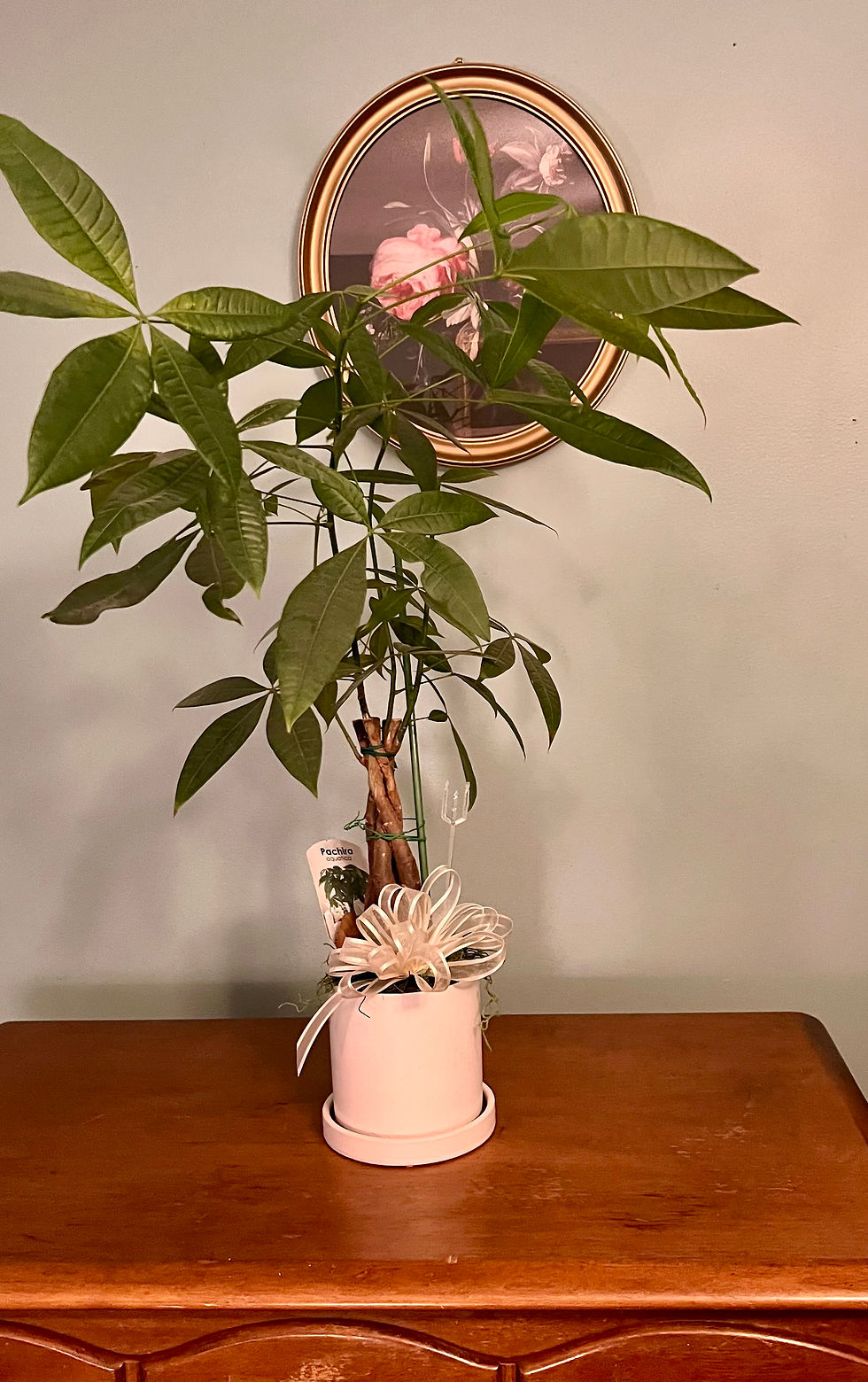 Money Honey, the Pachira Aquatica, sits on a wooden dresser