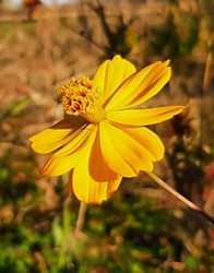 Fleur observée à l'Epsace naturel sensible de la Brûlade lors de la balade nature en famille "Botanistes en herbe" animée par Emmanuelle CHEVALIER pour apprendre à reconnaître facilement les fleurs méditerranéennes